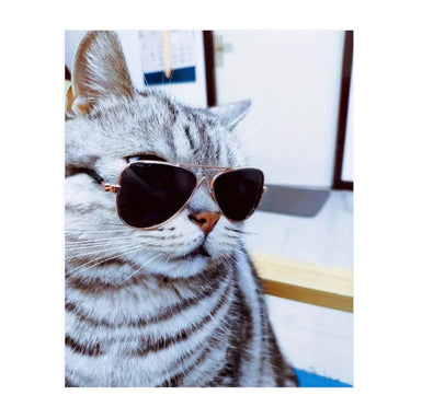 Cat Dog Pet Sunglasses  Accessories Cool Funny The Kitten Frames Shades Rayban 3025 Style Pilot Eyewear